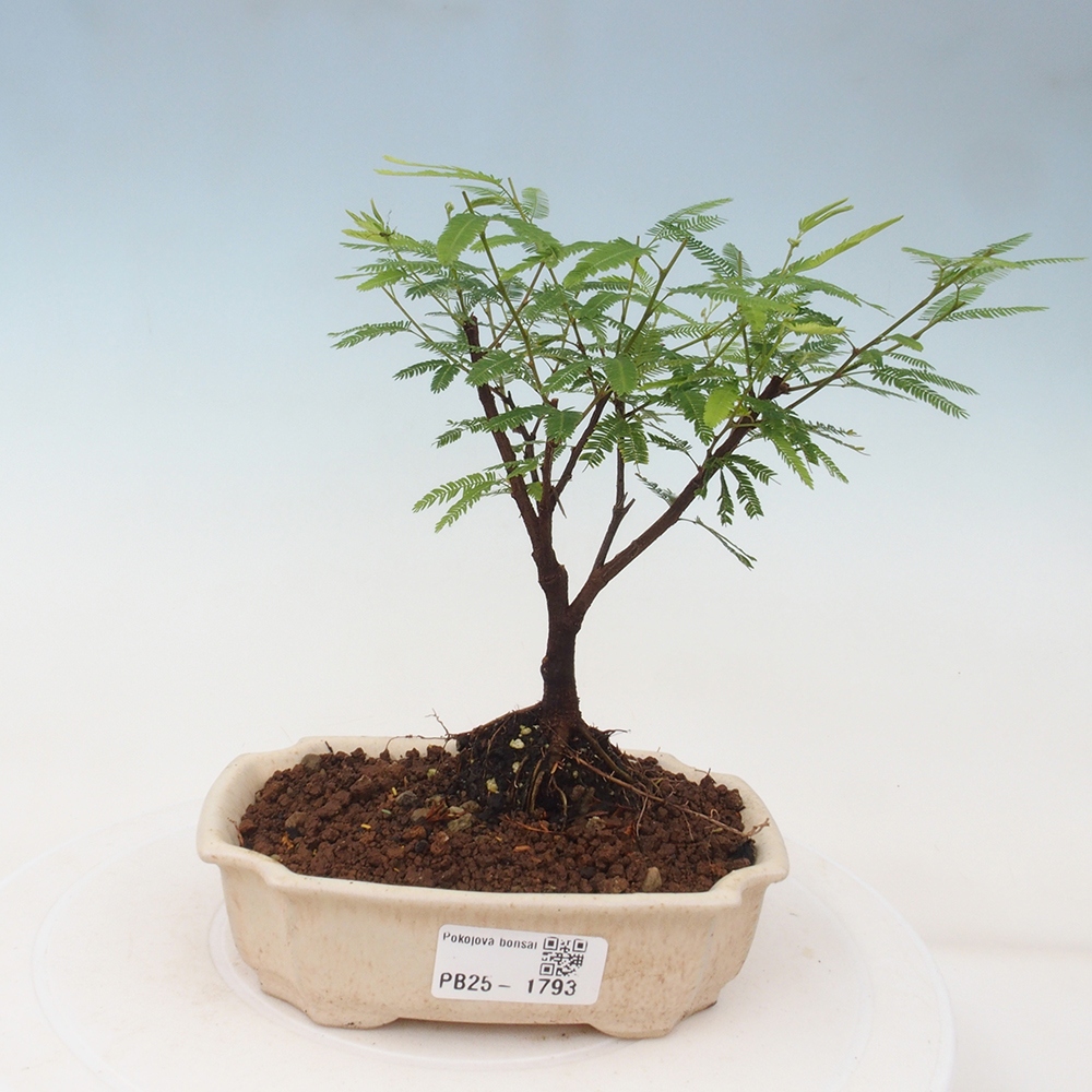 Zimmer Bonsai-Calliandra surinamensis Dixie Pink -Kaliandra von Suria