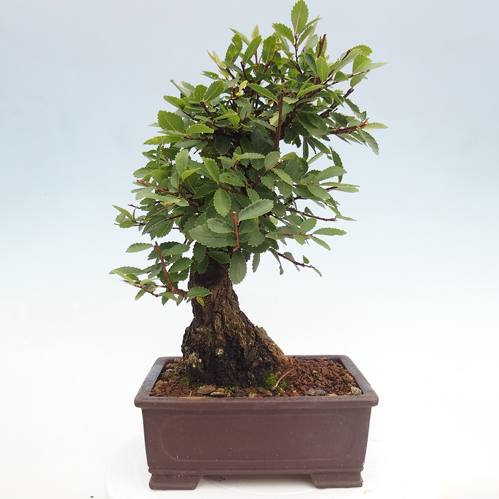 Bonsai im Freien - Zelkova - Zelkova serrata