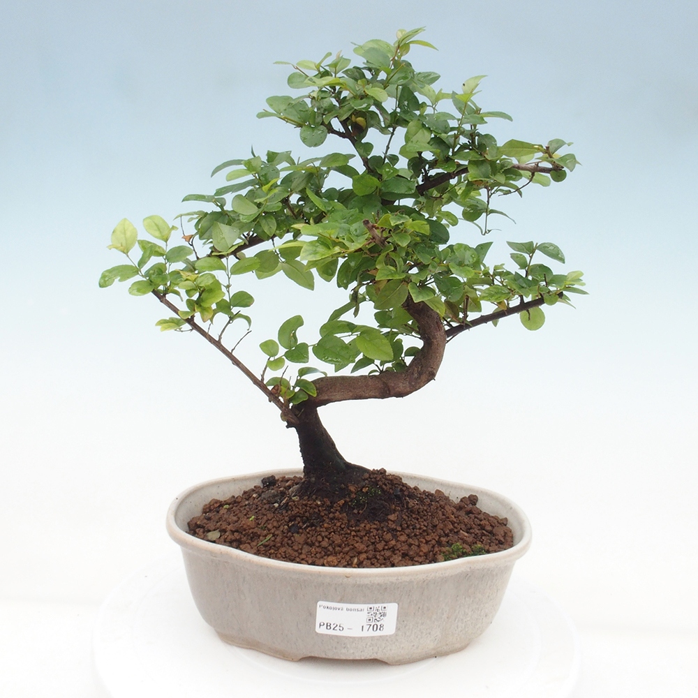 Zimmerbonsai - Sagerécie thea - Sagerécie thea