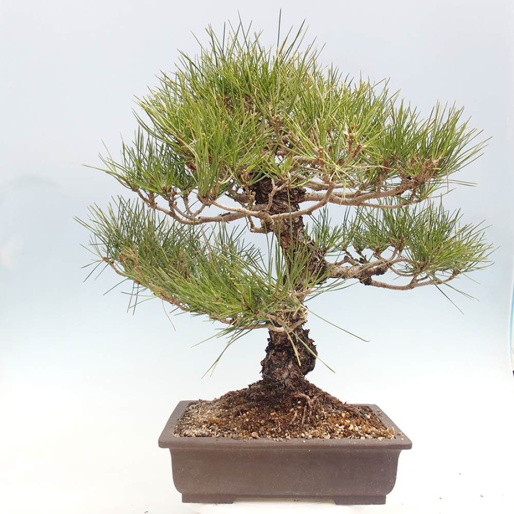 Bonsai für draußen - Pinus thunbergii - Thunberg-Kiefer