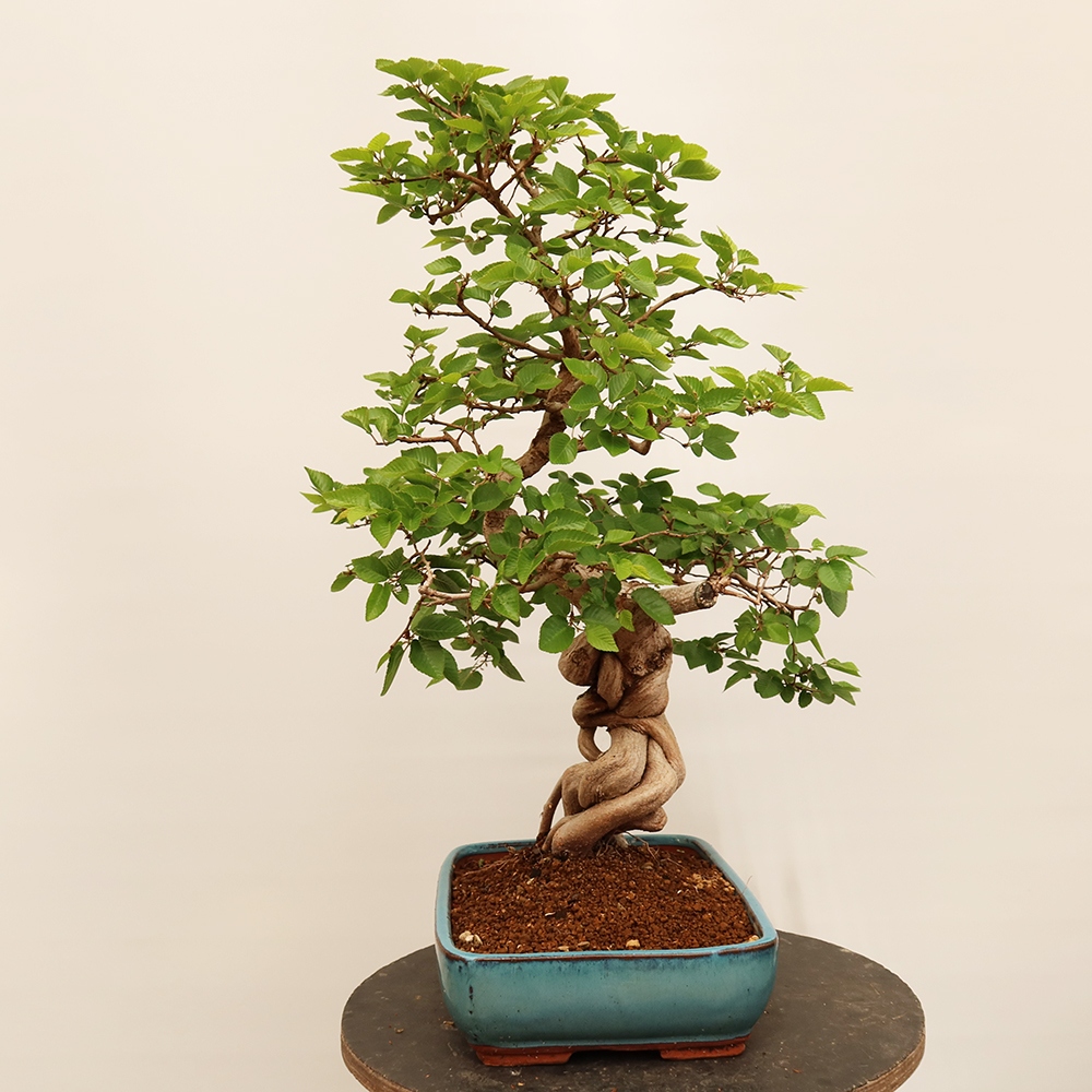 Bonsai im Freien - Carpinus Coreana - Koreanische Hainbuche