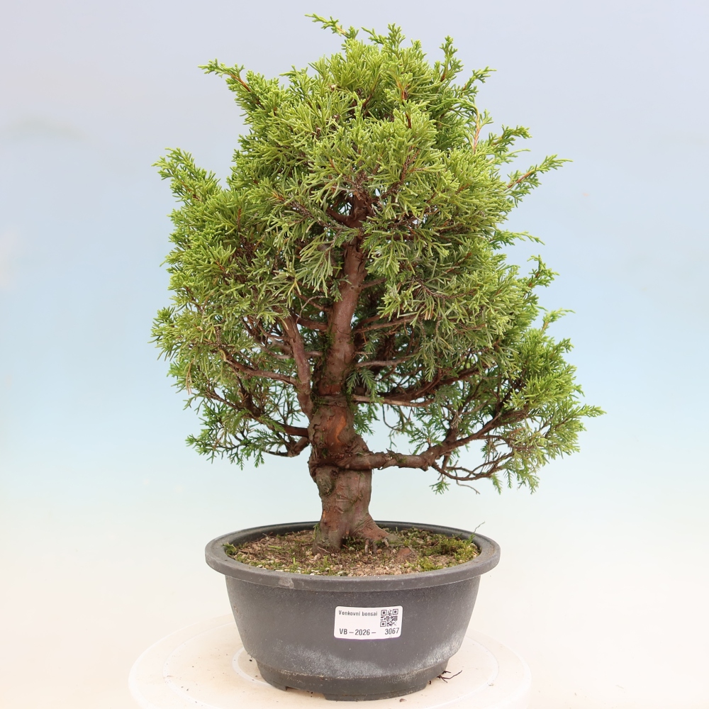 Bonsai für draußen - Juniperus chinensis Itoigawa-Juniperus chinensis