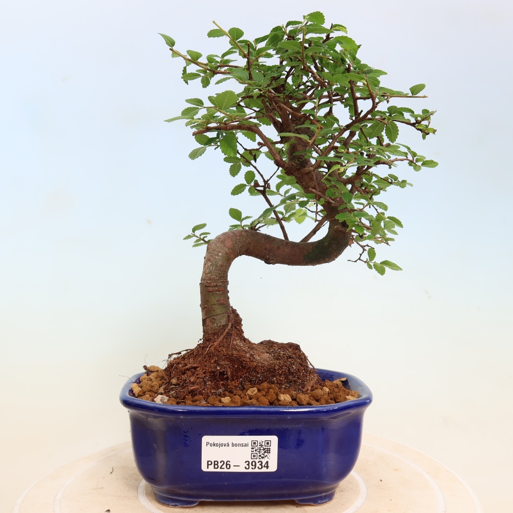 Zimmerbonsai - Ulmus parvifolia - Kleinblättrige Ulme