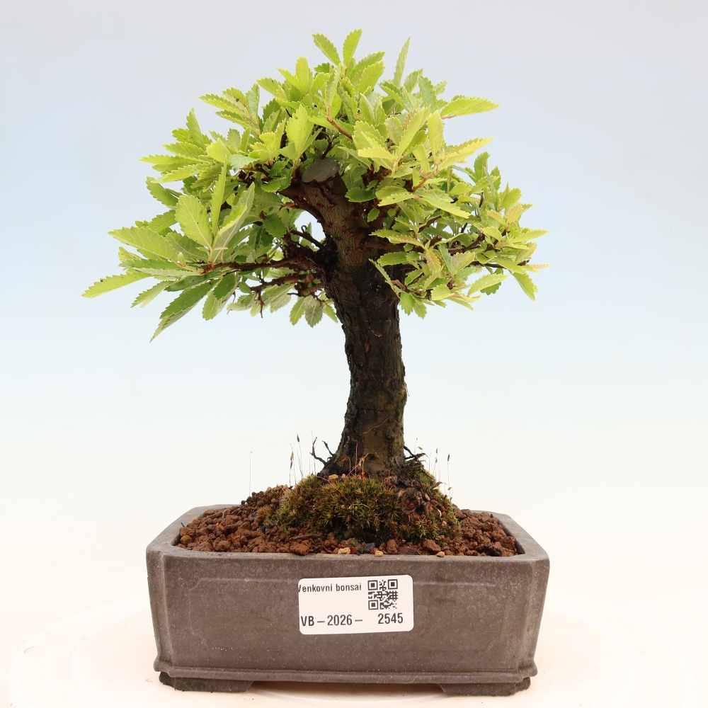 Bonsai für draußen - Zelkova - Zelkova NIRE