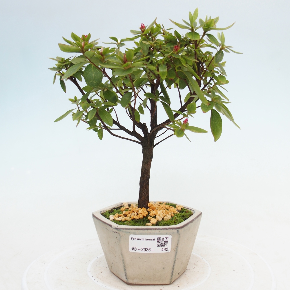 Bonsai für draußen - Japanische Azalee - Azalea sp.
