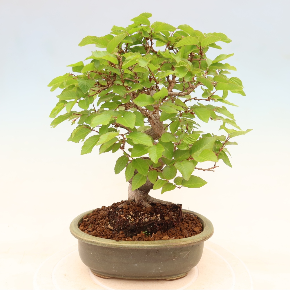 Bonsai für draußen - Karpinus Coreana - Koreanische Hainbuche