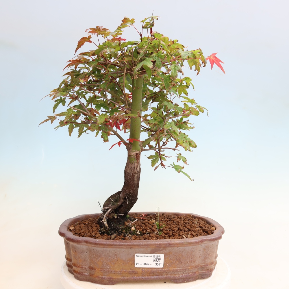 Bonsai für draußen - Acer palmatum DESHOJO