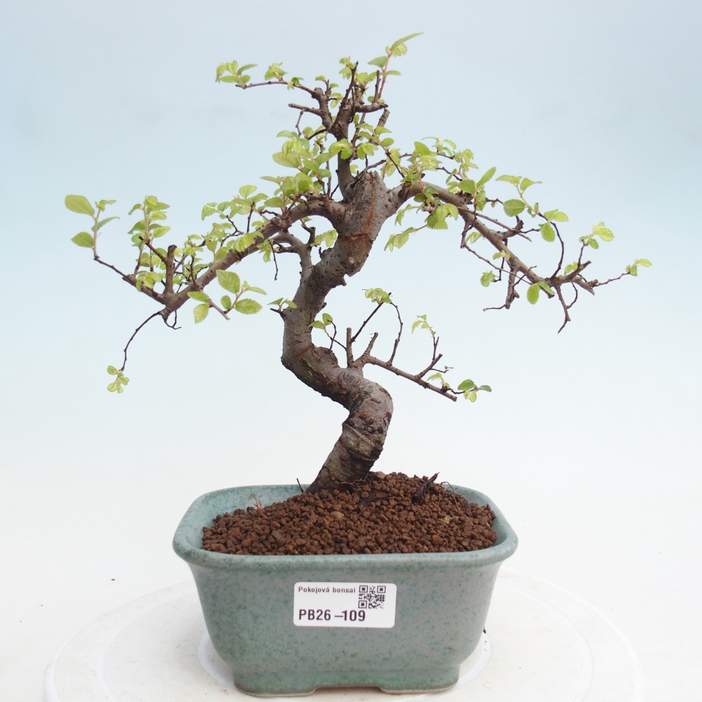Zimmerbonsai - Ulmus parvifolia - Kleinblättrige Ulme