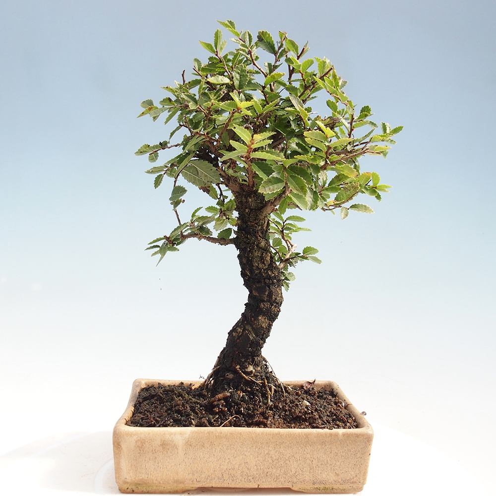 Bonsai im Freien - Zelkova - Zelkova NIRE