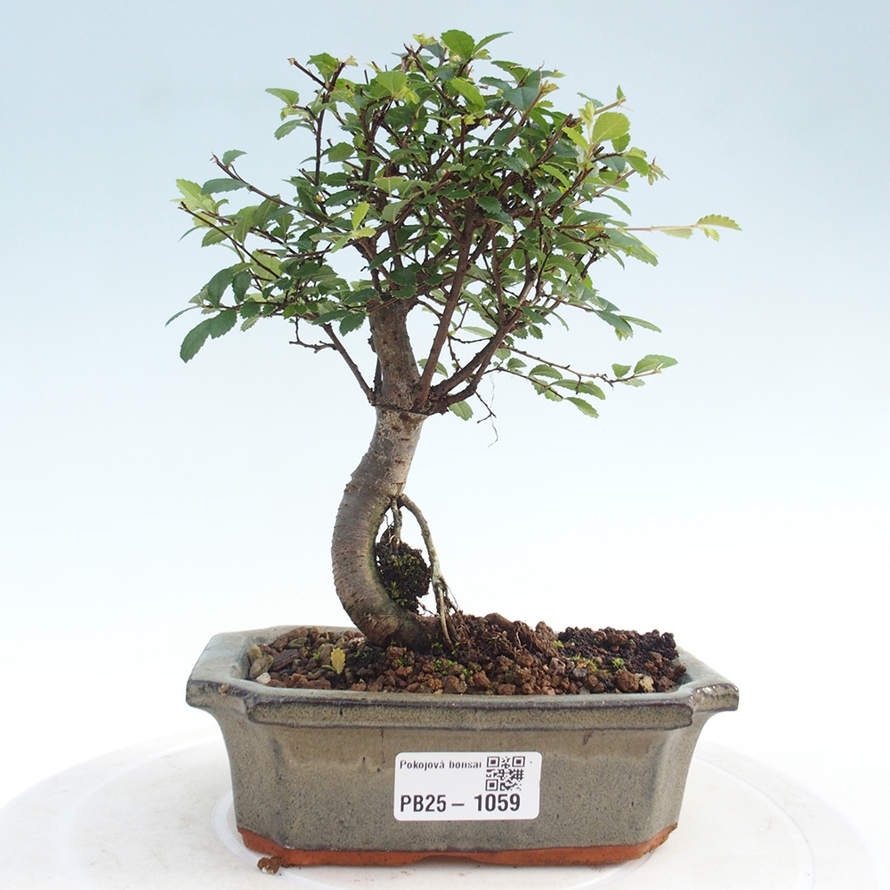 Zimmerbonsai - Ulmus parvifolia - Kleinblättrige Ulme