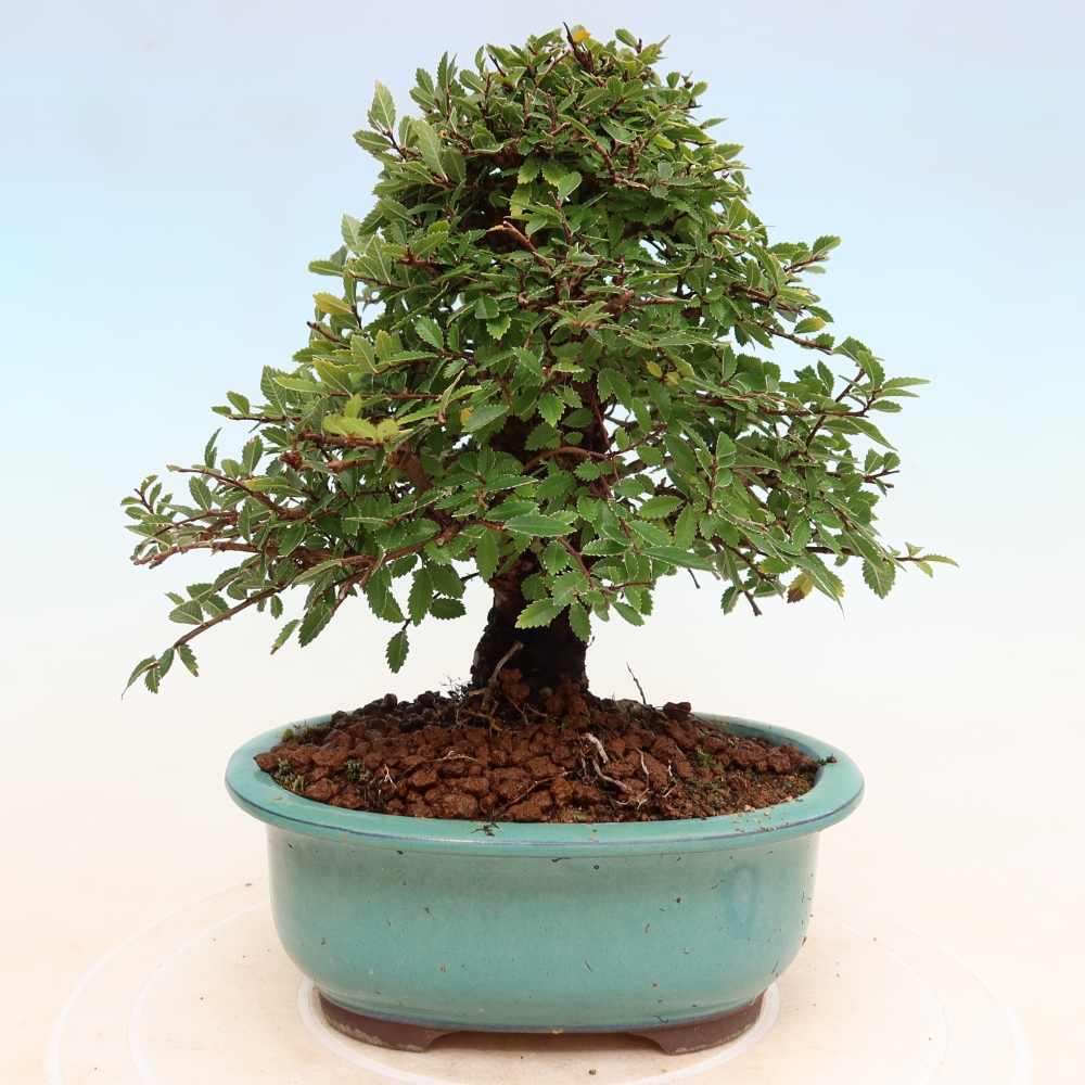 Bonsai für draußen - Zelkova - Zelkova NIRE