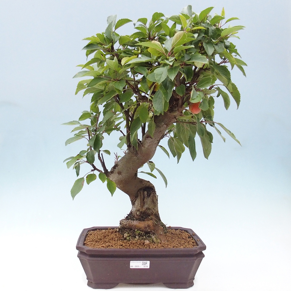 Bonsai im Freien - Malus halliana - Kleinfruchtiger Apfelbaum