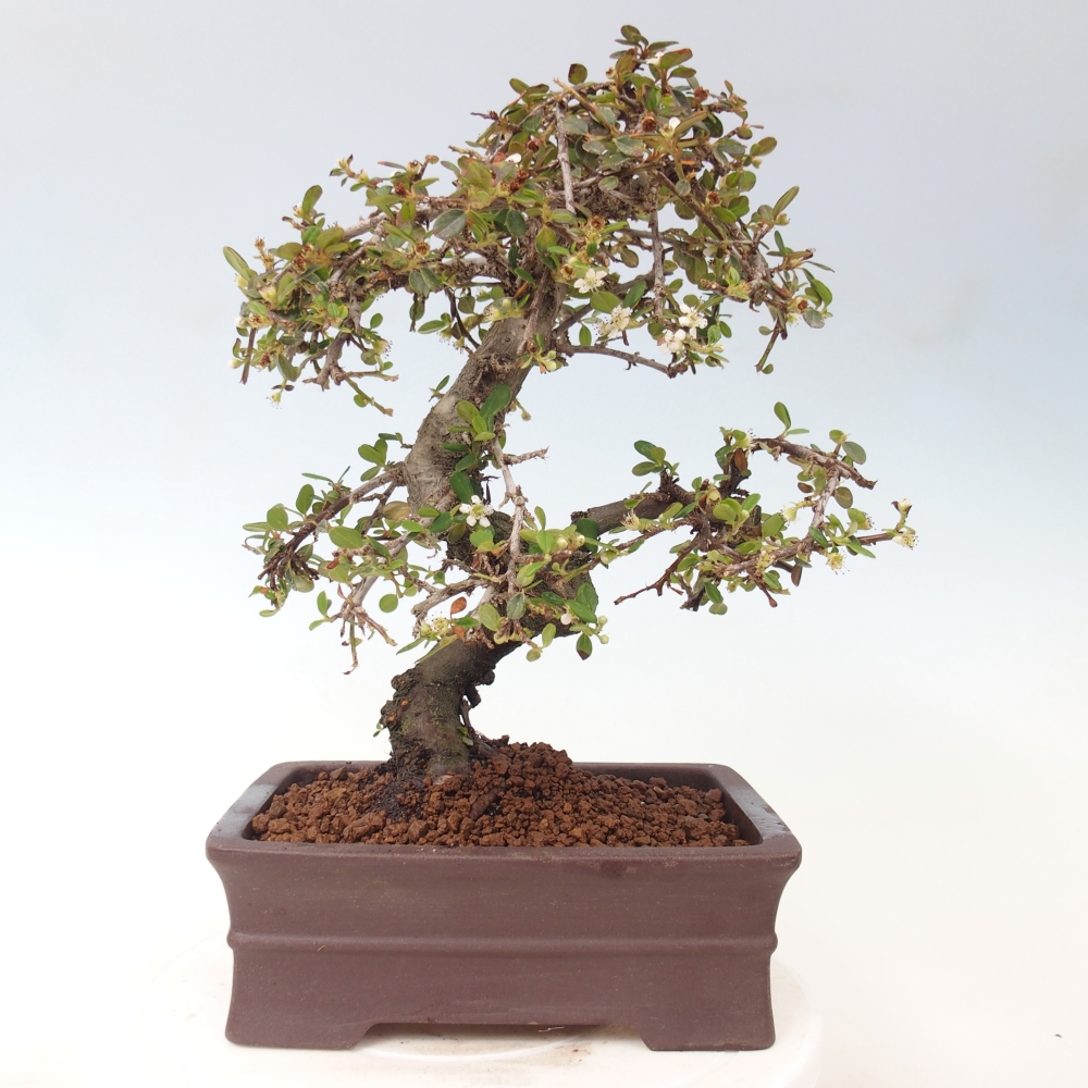 Freiland-Bonsai-Cotoneaster dammeri - Damer's Rock