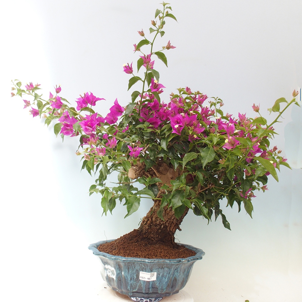 Indoor Bonsai - Bouganwilea