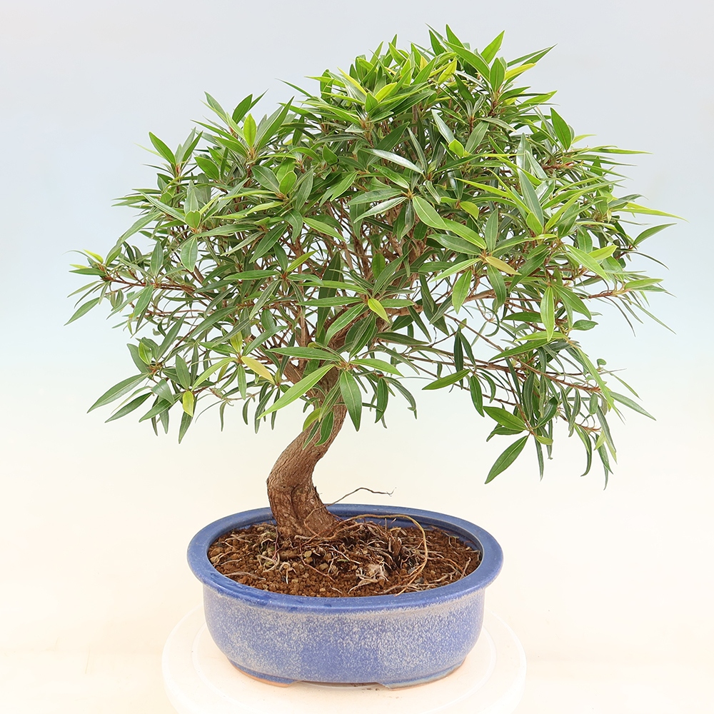 Zimmerbonsai - Ficus nerifolia - Kleinblättriger Ficus