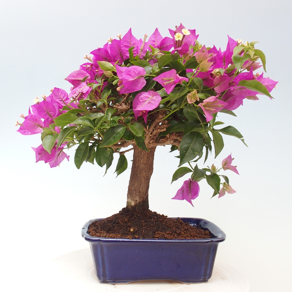 Indoor Bonsai - Bouganwilea