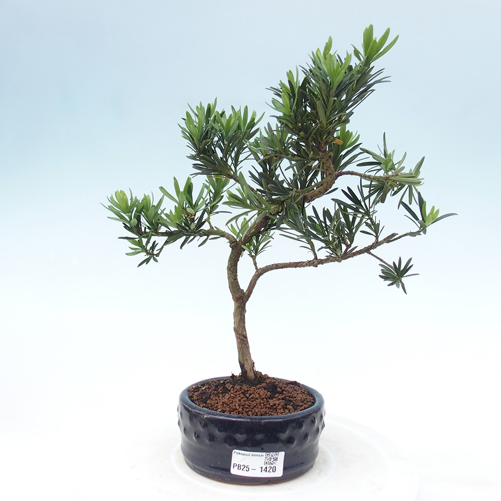 Indoor-Bonsai - Podocarpus - Stein tausend