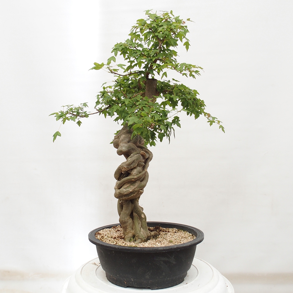Bonsai im Freien - Ahorn Buergerianum - Burger Maple