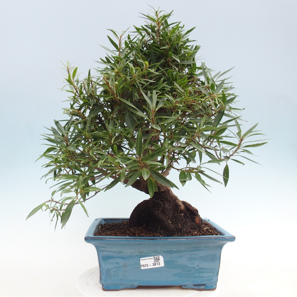 Zimmerbonsai - Ficus nerifolia - Kleinblättriger Ficus