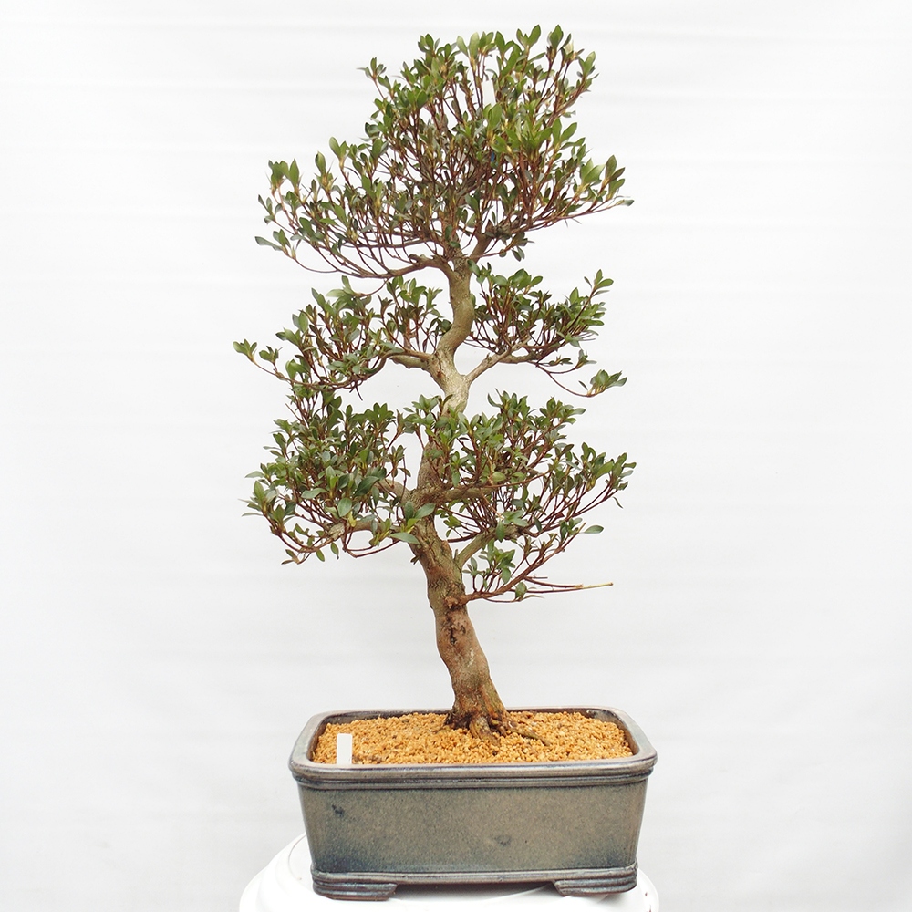 Bonsai für draußen - Japanische Azalee - Azalee Saishun