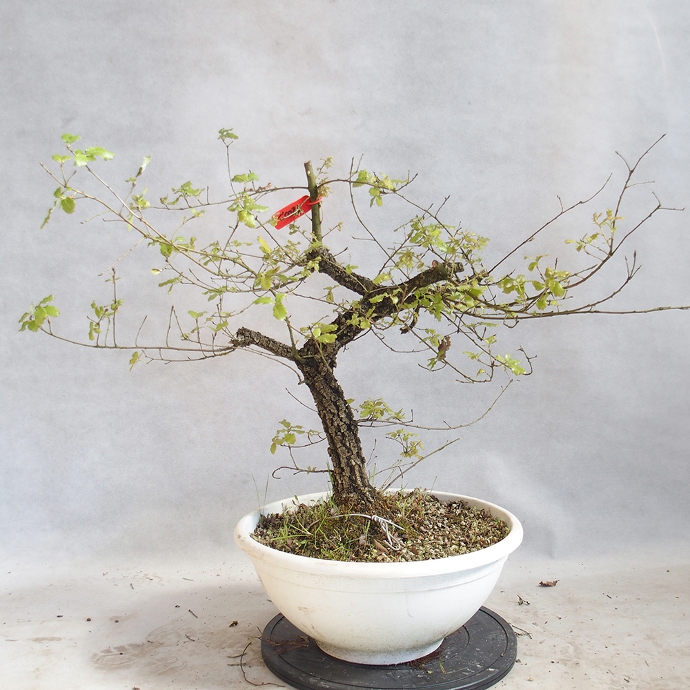 Freilandbonsai Quercus Cerris - Eiche Cer