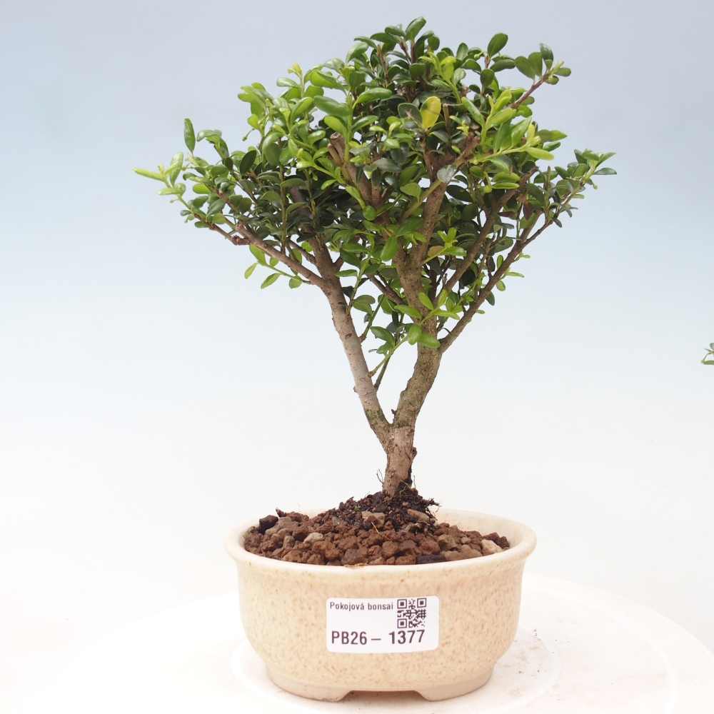 Zimmer Bonsai - Ilex crenata - Stechpalme