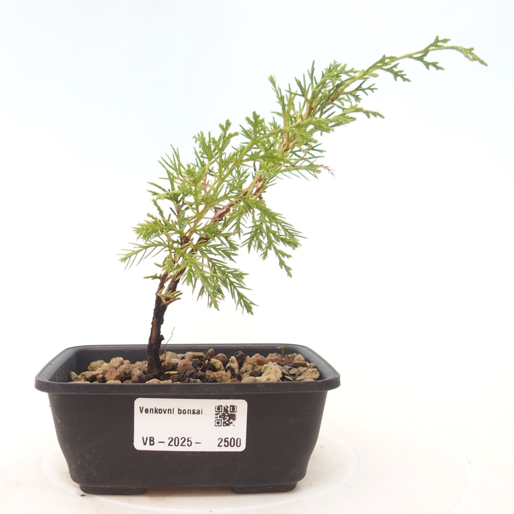 Outdoor bonsai - Juniperus chinensis Itoigawa - Chinese juniper