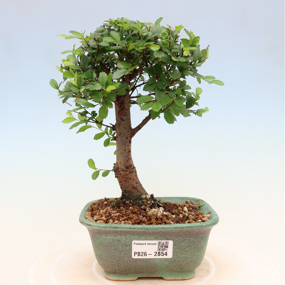 Zimmerbonsai - Ulmus parvifolia - Kleinblättrige Ulme