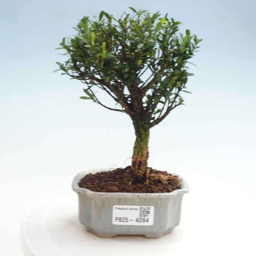 Zimmer Bonsai - Buxus harlandii - Korkbuxus