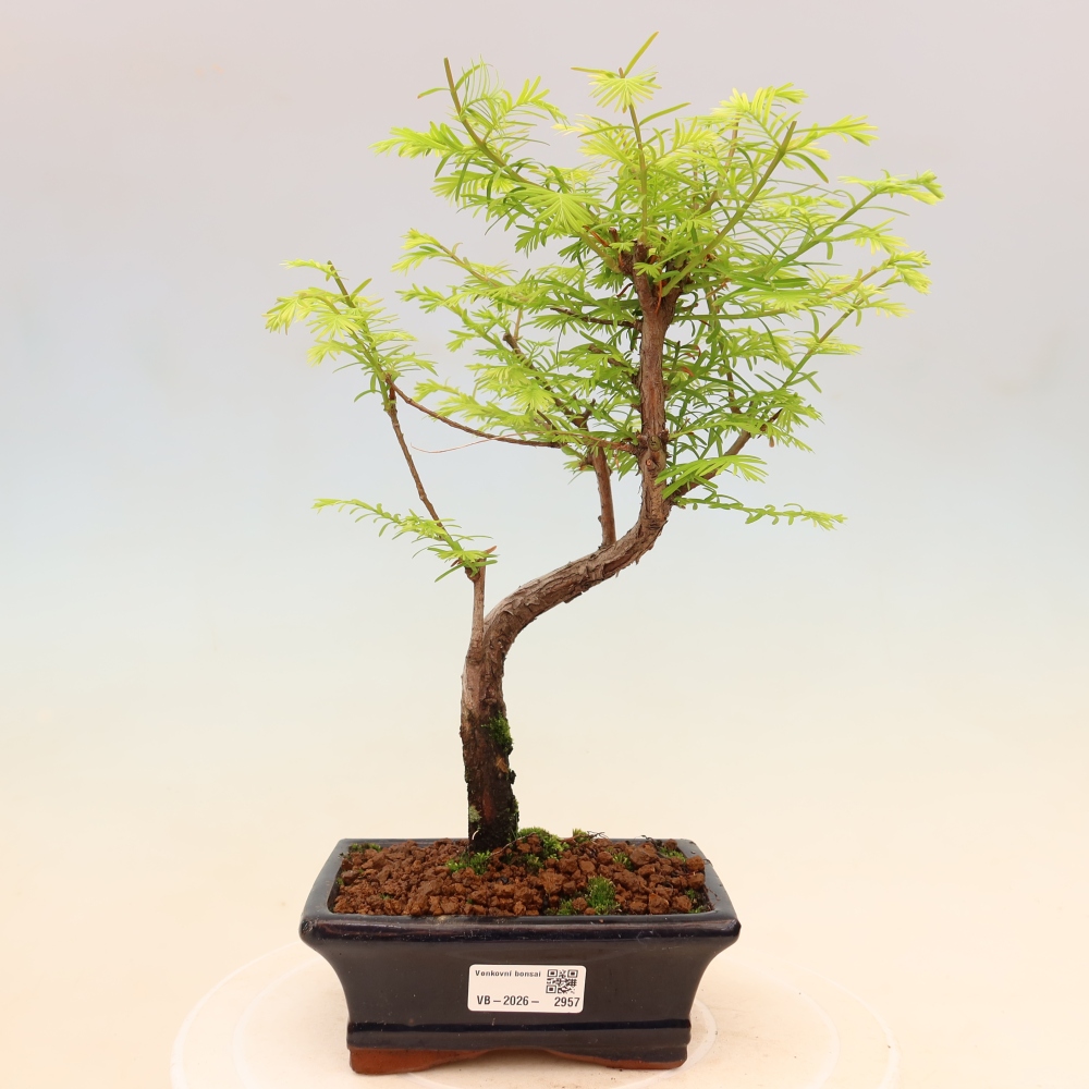 Bonsai für draußen - Metasequoia glyptostroboides - Chinesische Metasequoia