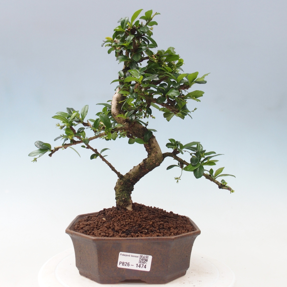 Zimmer-Bonsai - Carmona macrophylla - Tee-Fuki