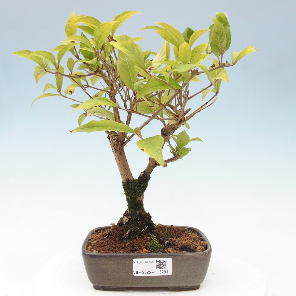 Bonsai im Freien - wunderschöne Pflanze - Callicarpa japonica