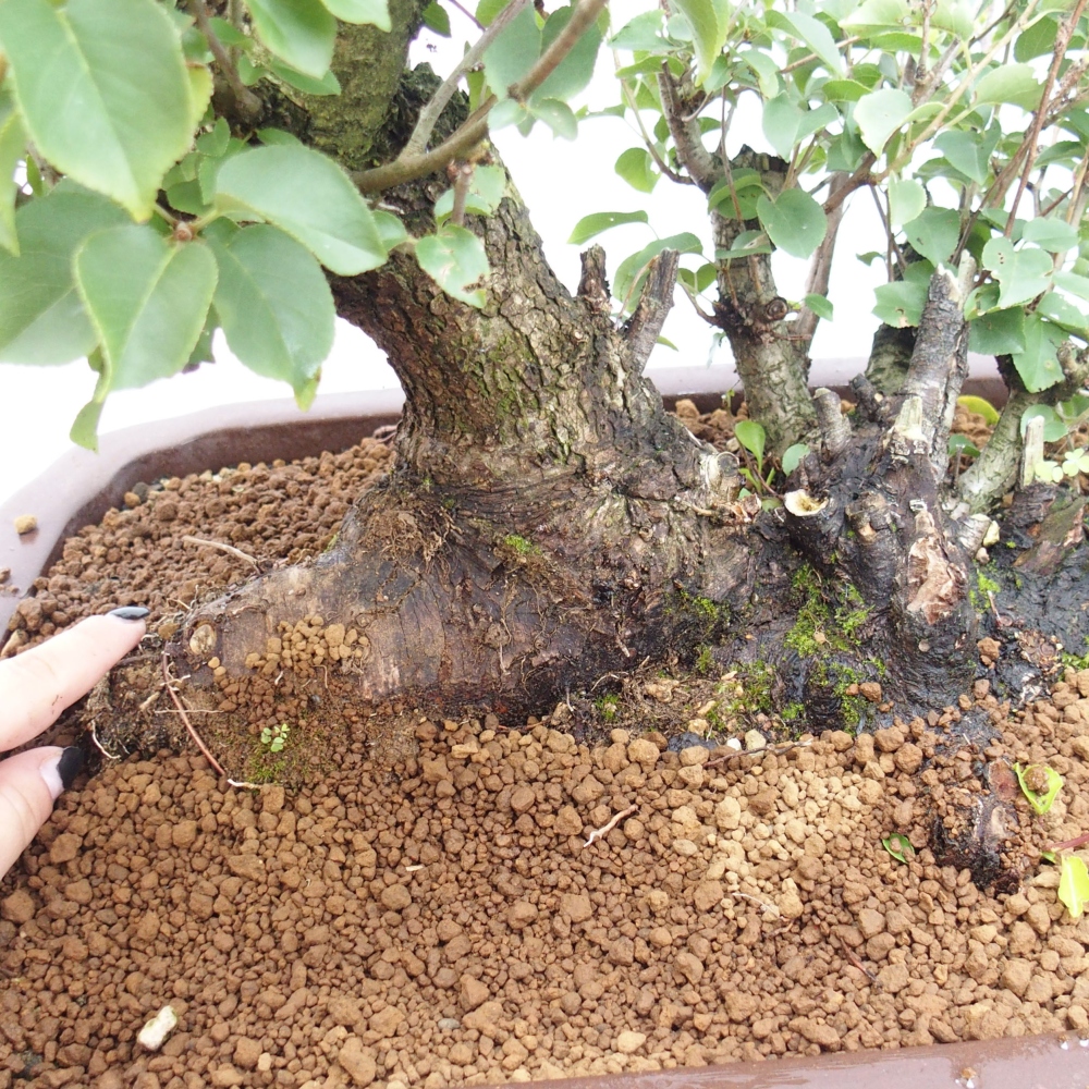 Bonsai im Freien - Mahalebka - Prunus mahaleb