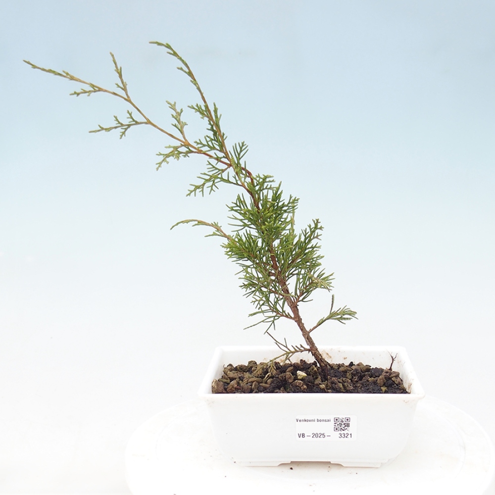 Outdoor bonsai - Juniperus chinensis Itoigawa - Chinese juniper