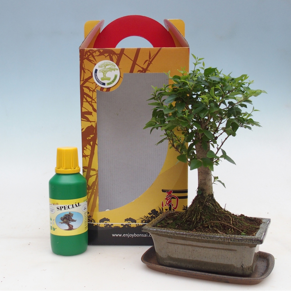 Zimmerbonsai im Geschenkkarton Ligustrum chinensis - Vogelschnabel