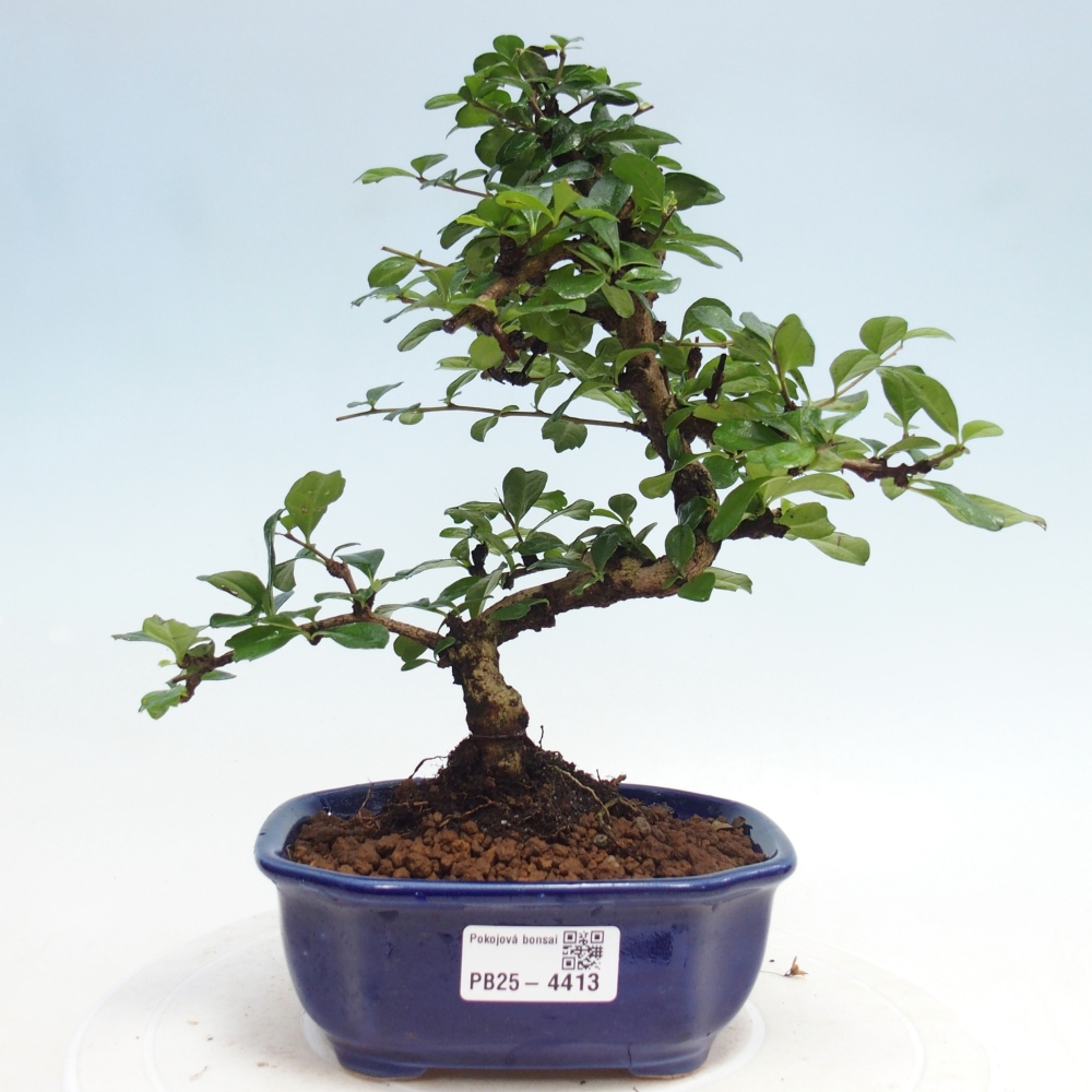 Zimmer-Bonsai - Carmona macrophylla - Tee-Fuki