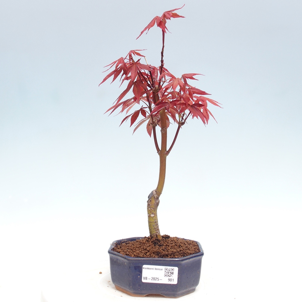 Bonsai im Freien - Acer-Palme. Atropurpureum-Palmenblatt-Ahorn