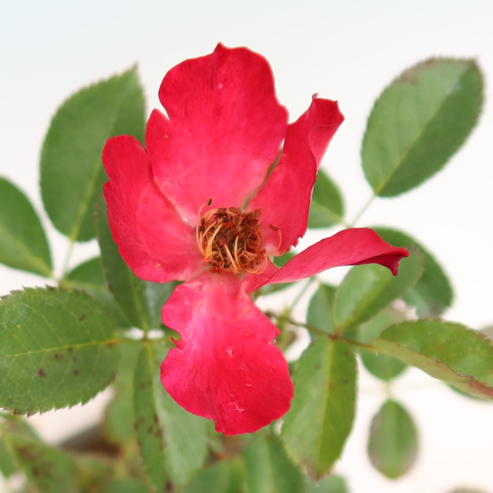 Bonsai für draußen - Rosa Kordes - Rose
