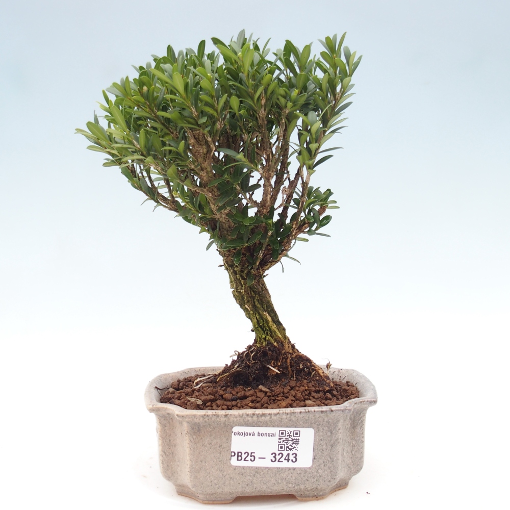 Zimmer Bonsai - Buxus harlandii - Korkbuxus