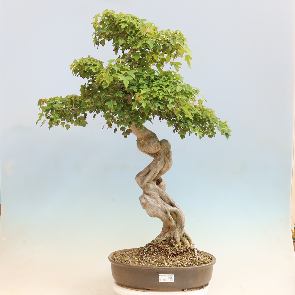 Bonsai für draußen - Acer Buergerianum - Bergahorn