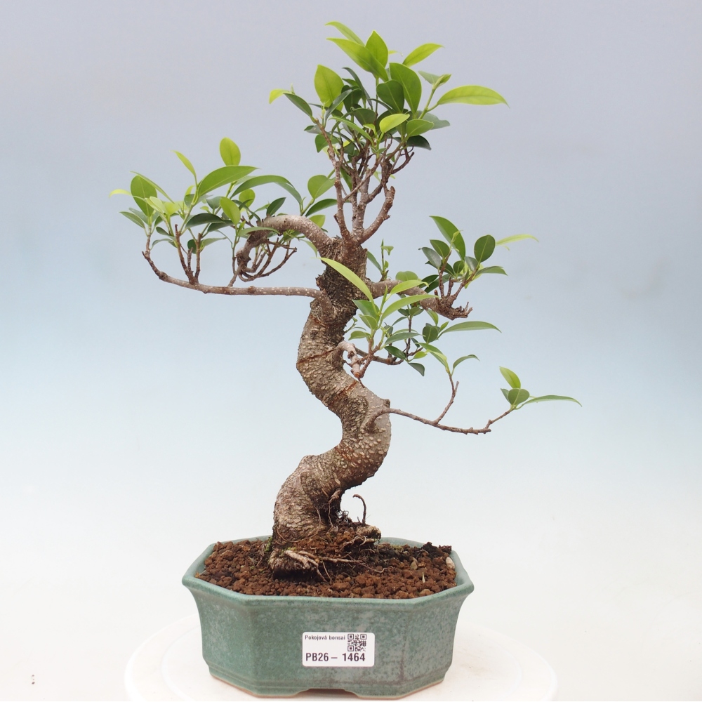 Zimmerbonsai - Ficus retusa - Kleinblättriger Ficus