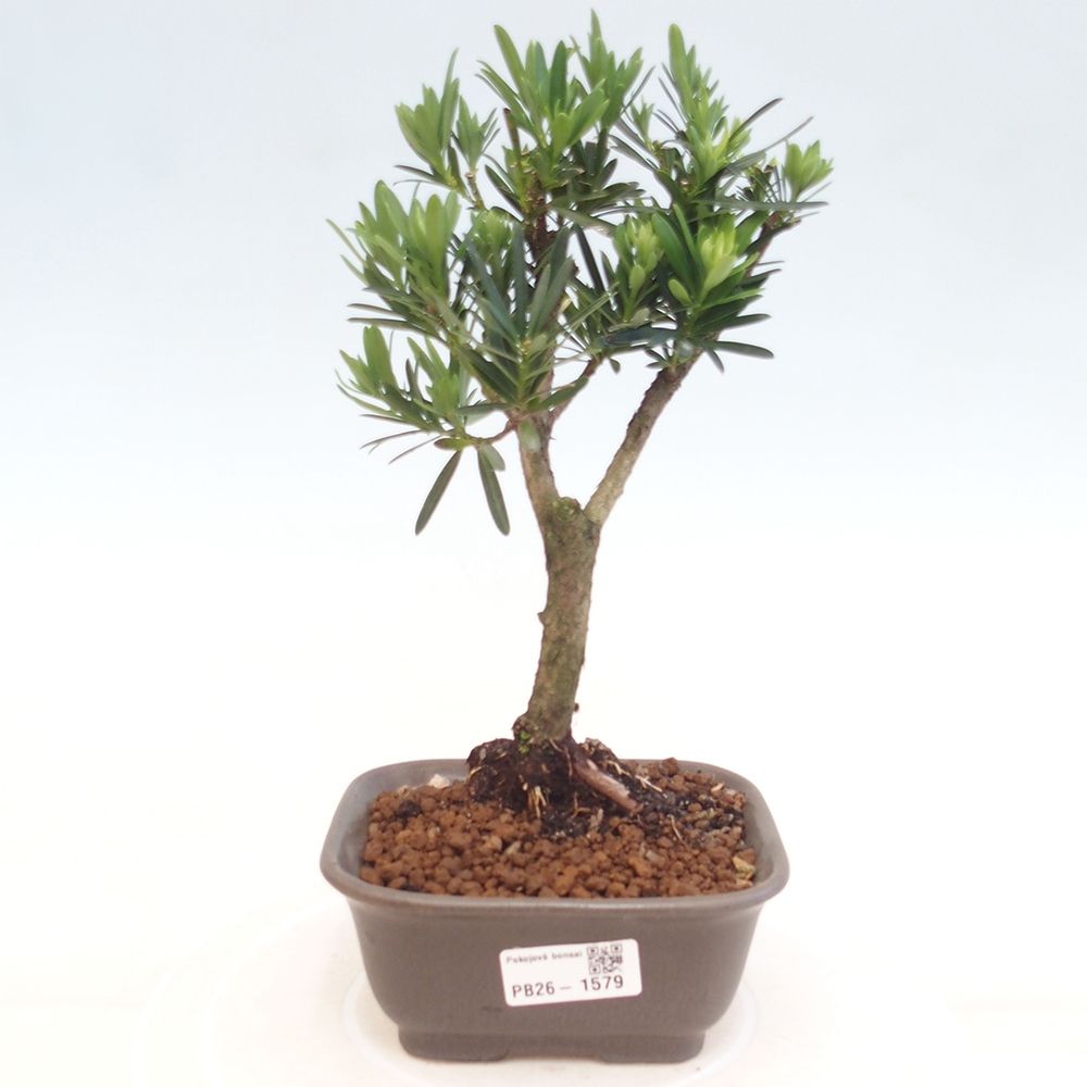 Zimmerbonsai - Podocarpus - Stein-Eibe