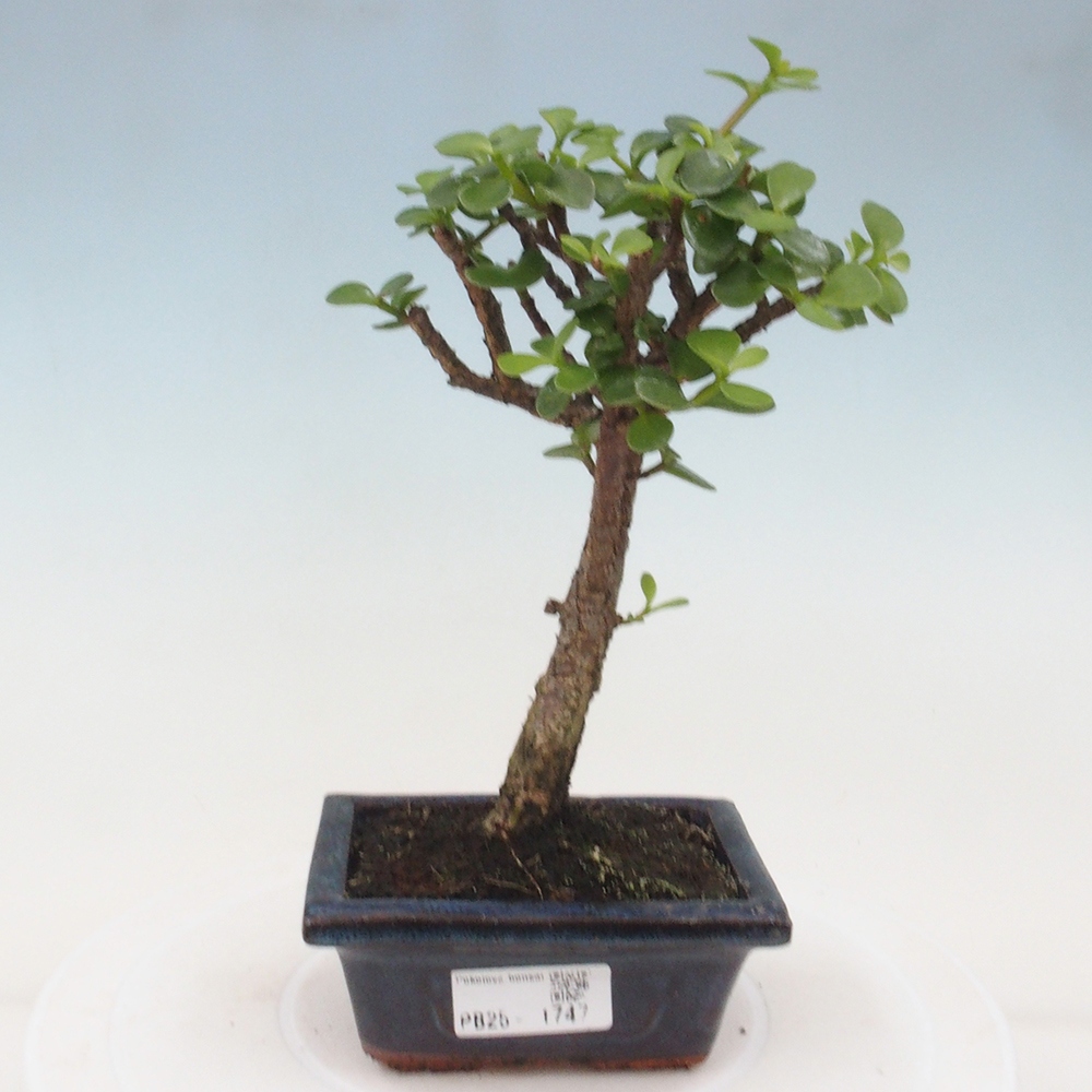 Zimmerbonsai - Portulakaria Afra - Tlustice