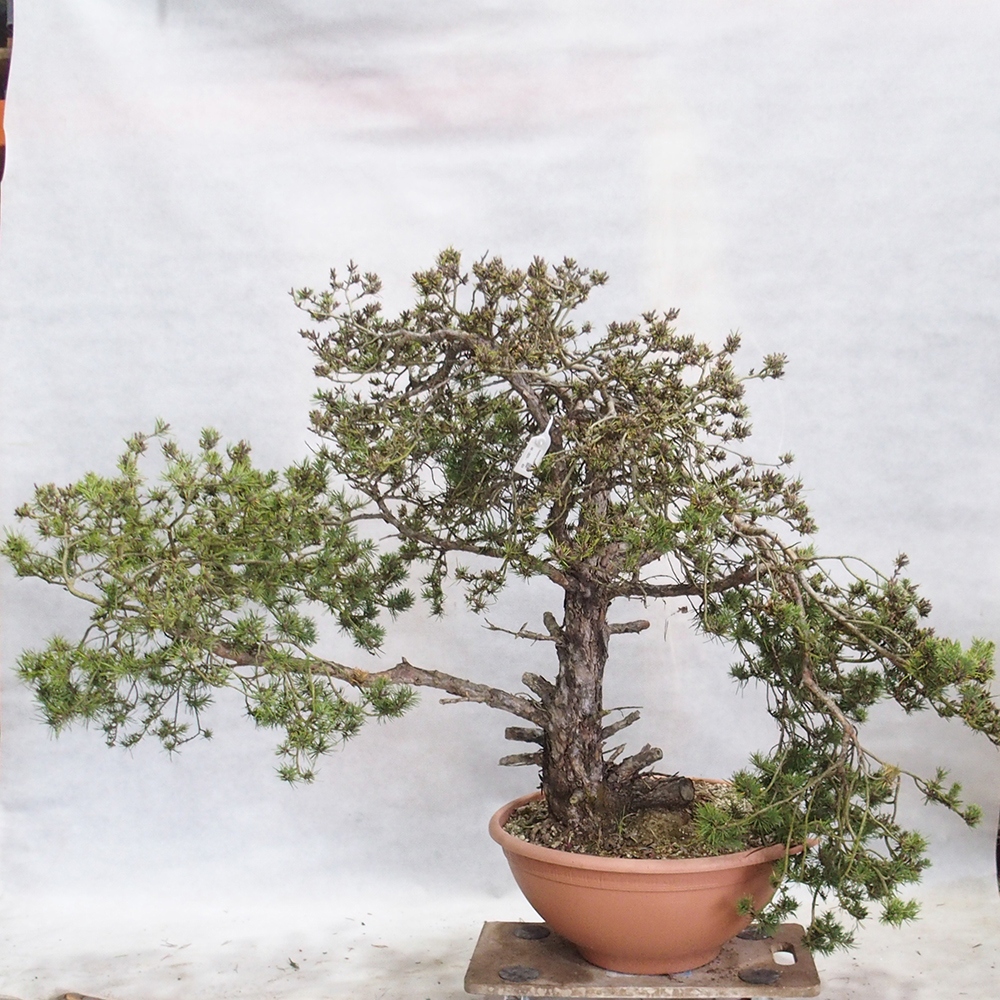 Yamadori - Pinus sylvestris 