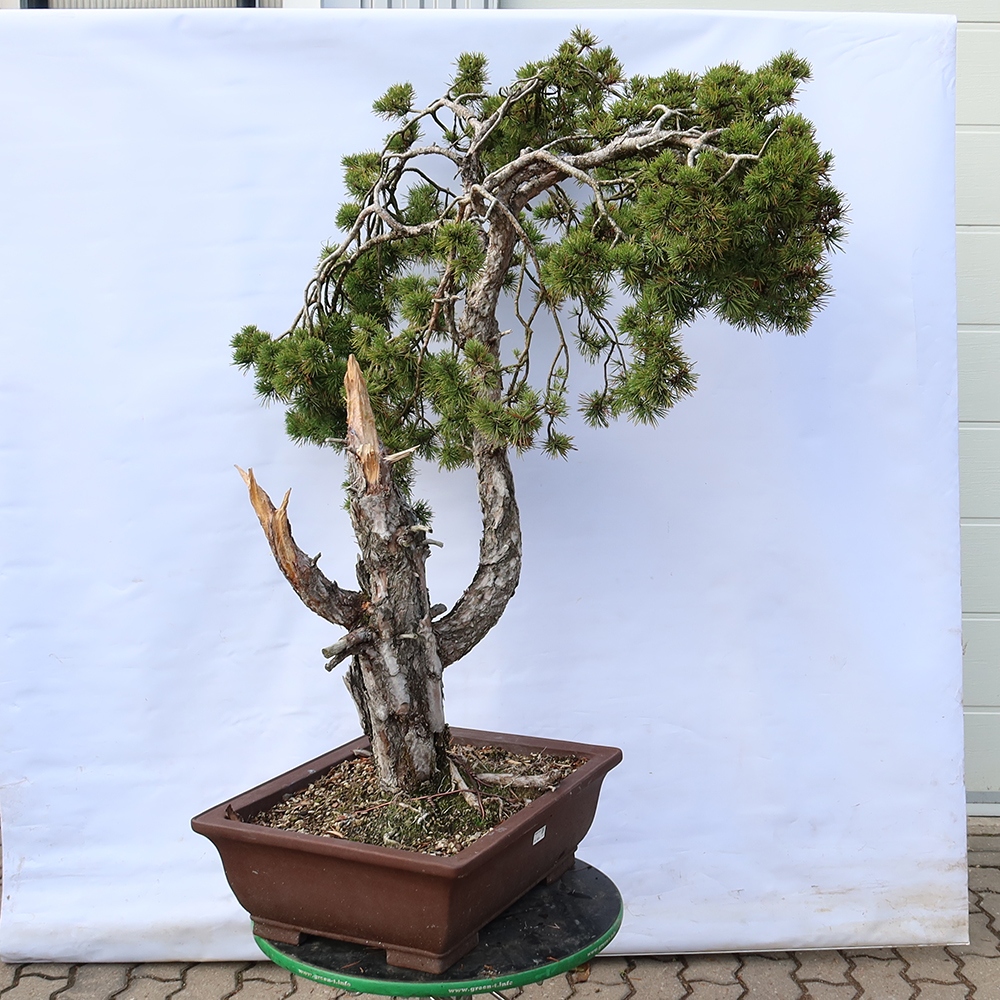 Pinus sylvestris Spanien – Waldkiefer