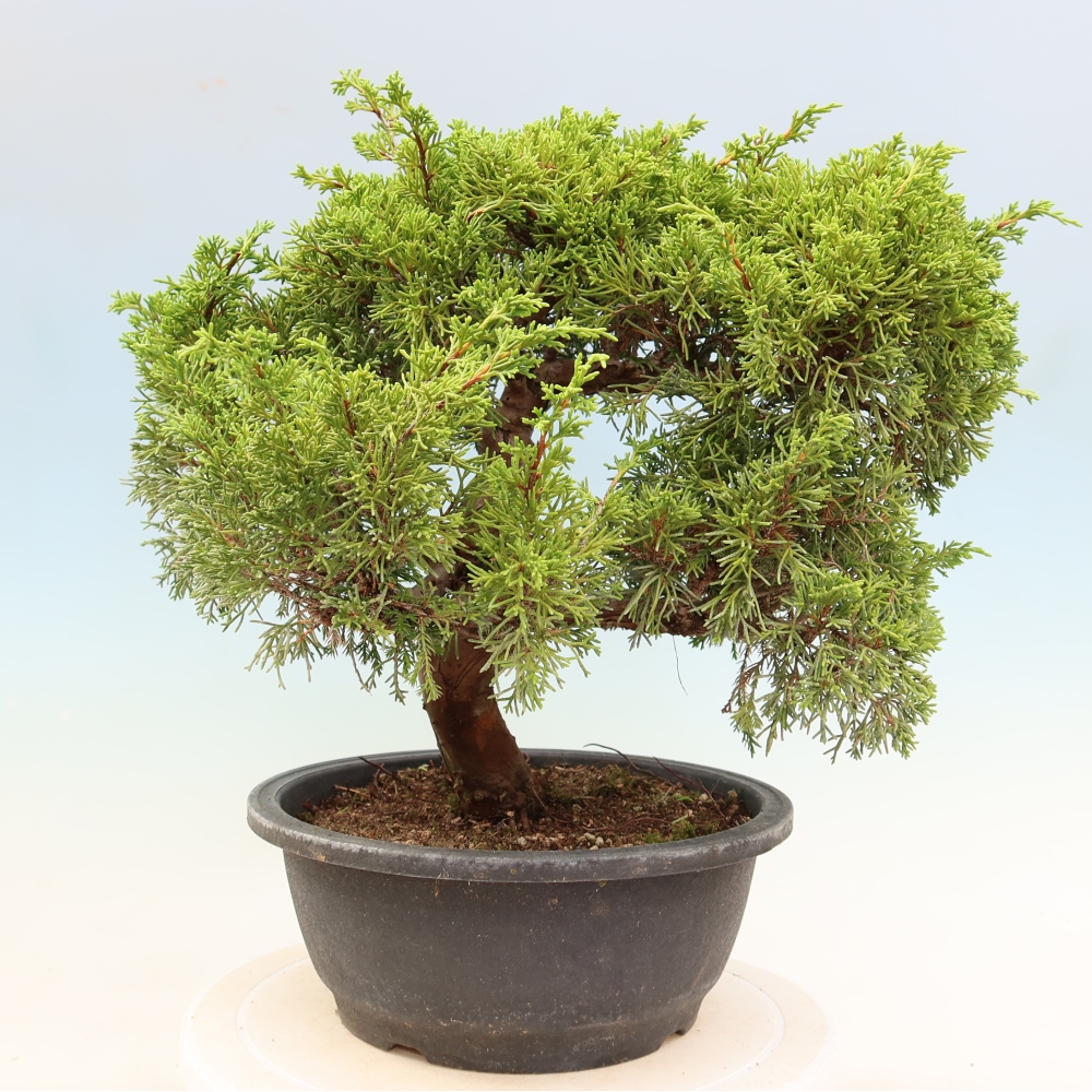Bonsai für draußen - Juniperus chinensis Itoigawa-Juniperus chinensis