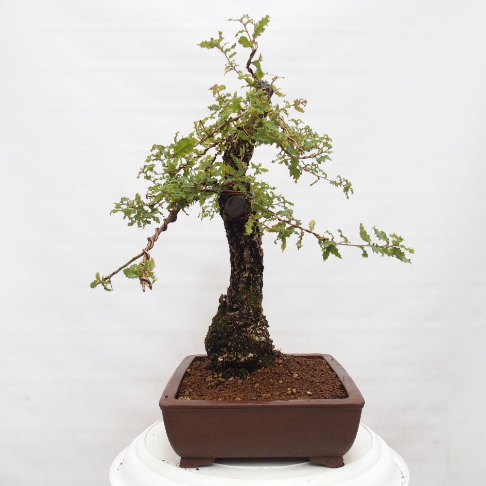 Yamadori - Quercus Ilex - Steineiche