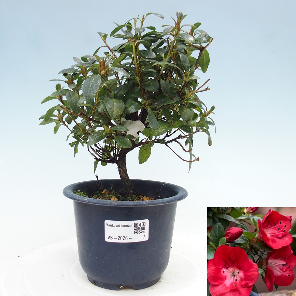 Bonsai für draußen - Japanische Azalee - Azalea Benibeni