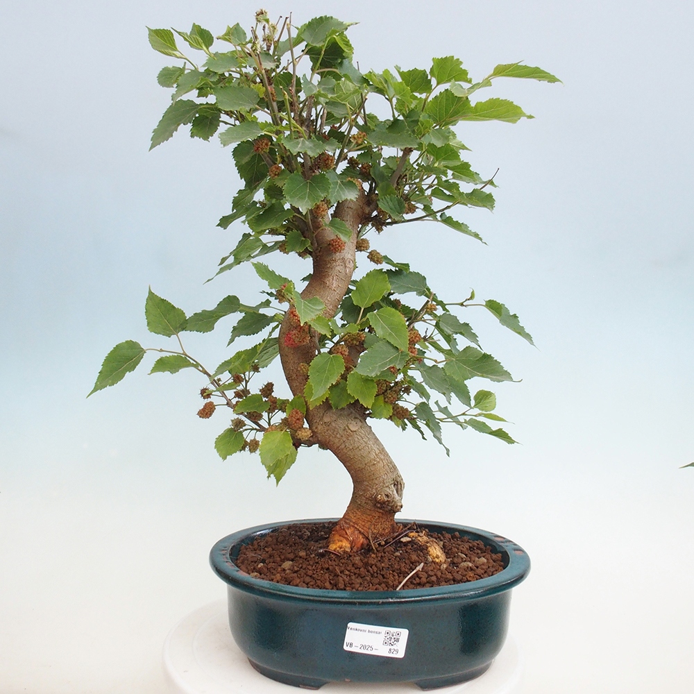 Bonsai im Freien - Morus alba - Maulbeere