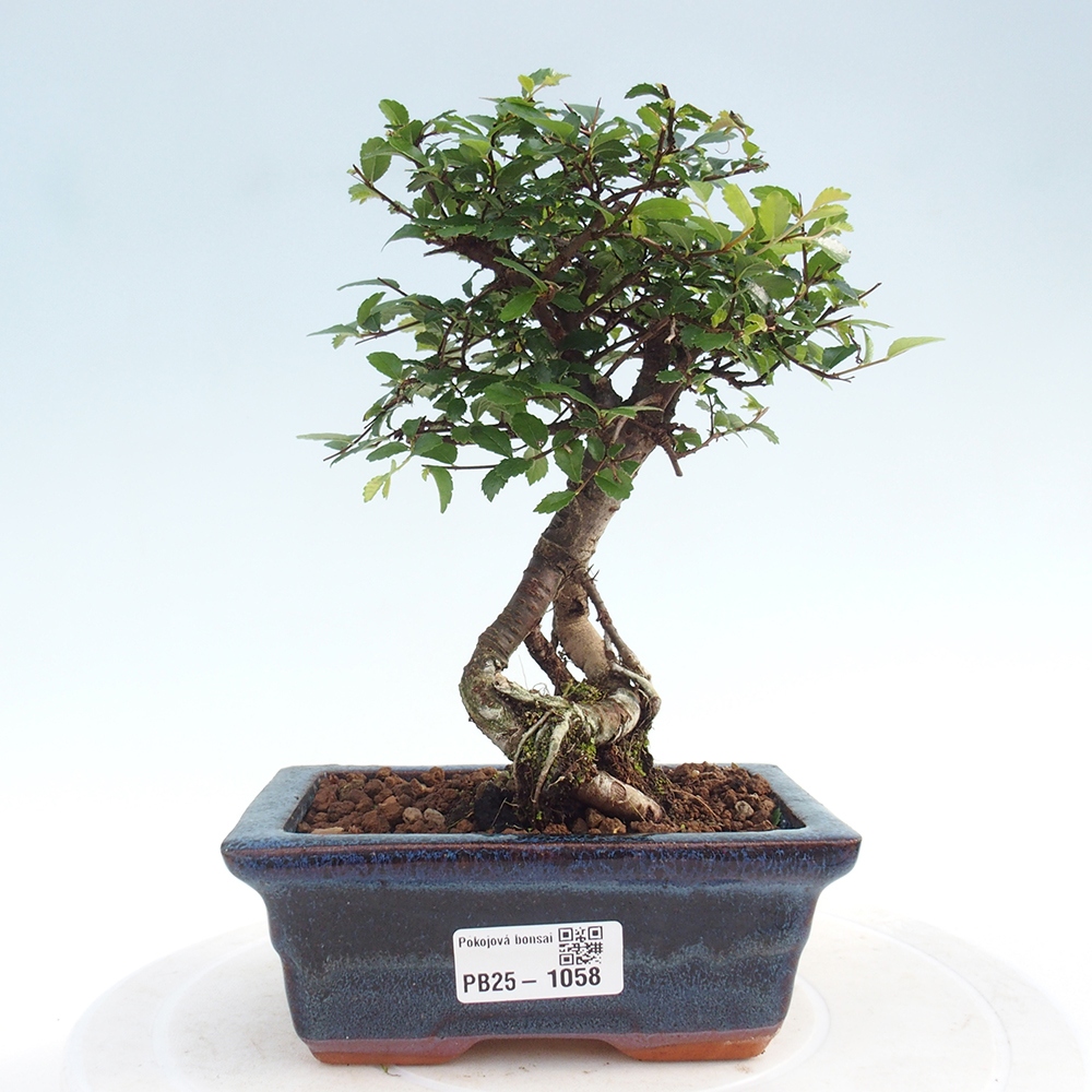Zimmerbonsai - Ulmus parvifolia - Kleinblättrige Ulme